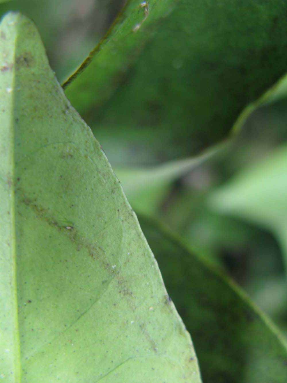              Margin (Winter Haven, FL)       